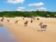 hundestrand